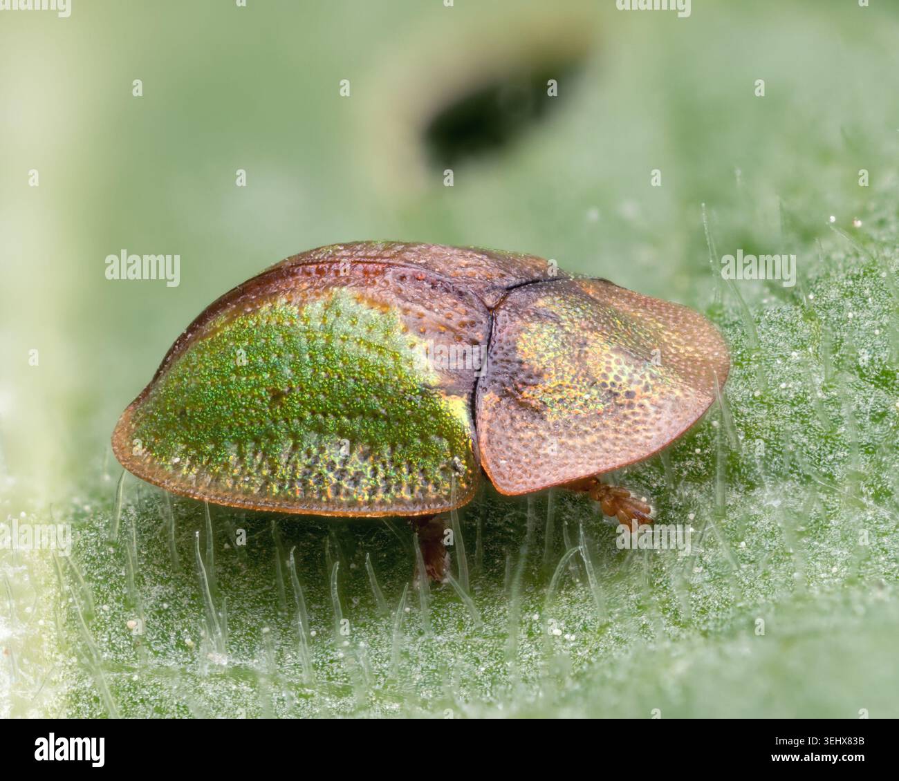 CASSIDA vibex Schildkrötenkäfer auf Pflanzenblatt. Tipperary, Irland Stockfoto