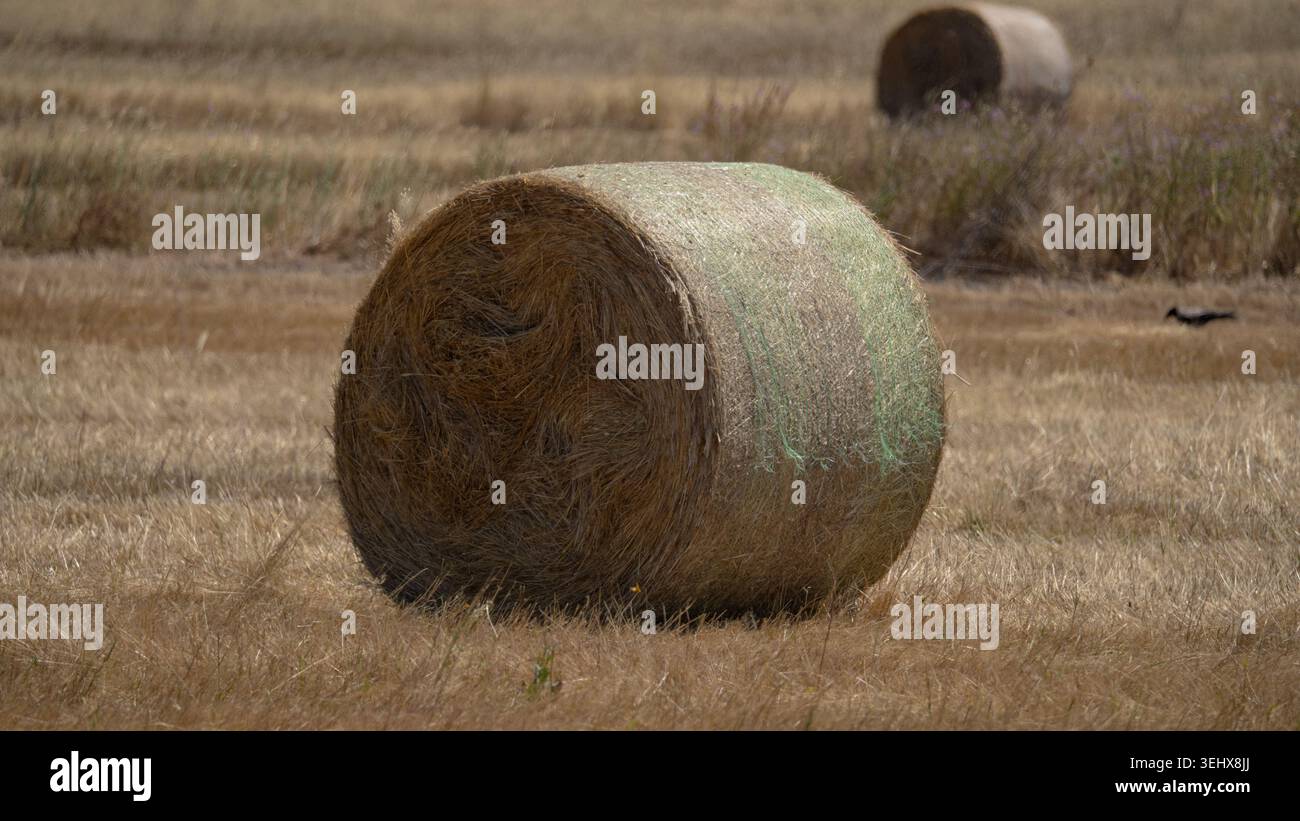 Runder Heuballen, der auf trockenem Feld auf dem Land ruht Stockfoto