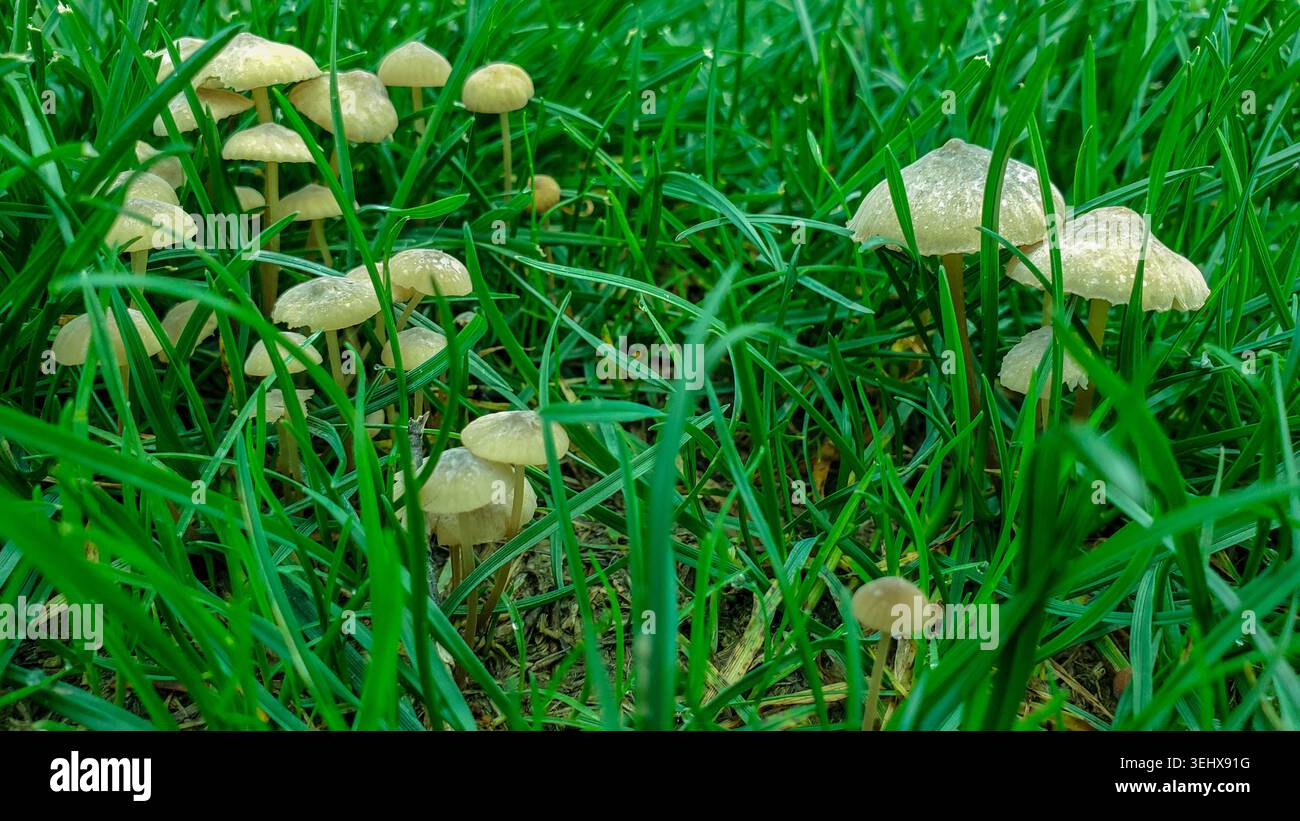 Die verborgene Welt der winzigen Pilze im lebendigen grünen Gras Stockfoto