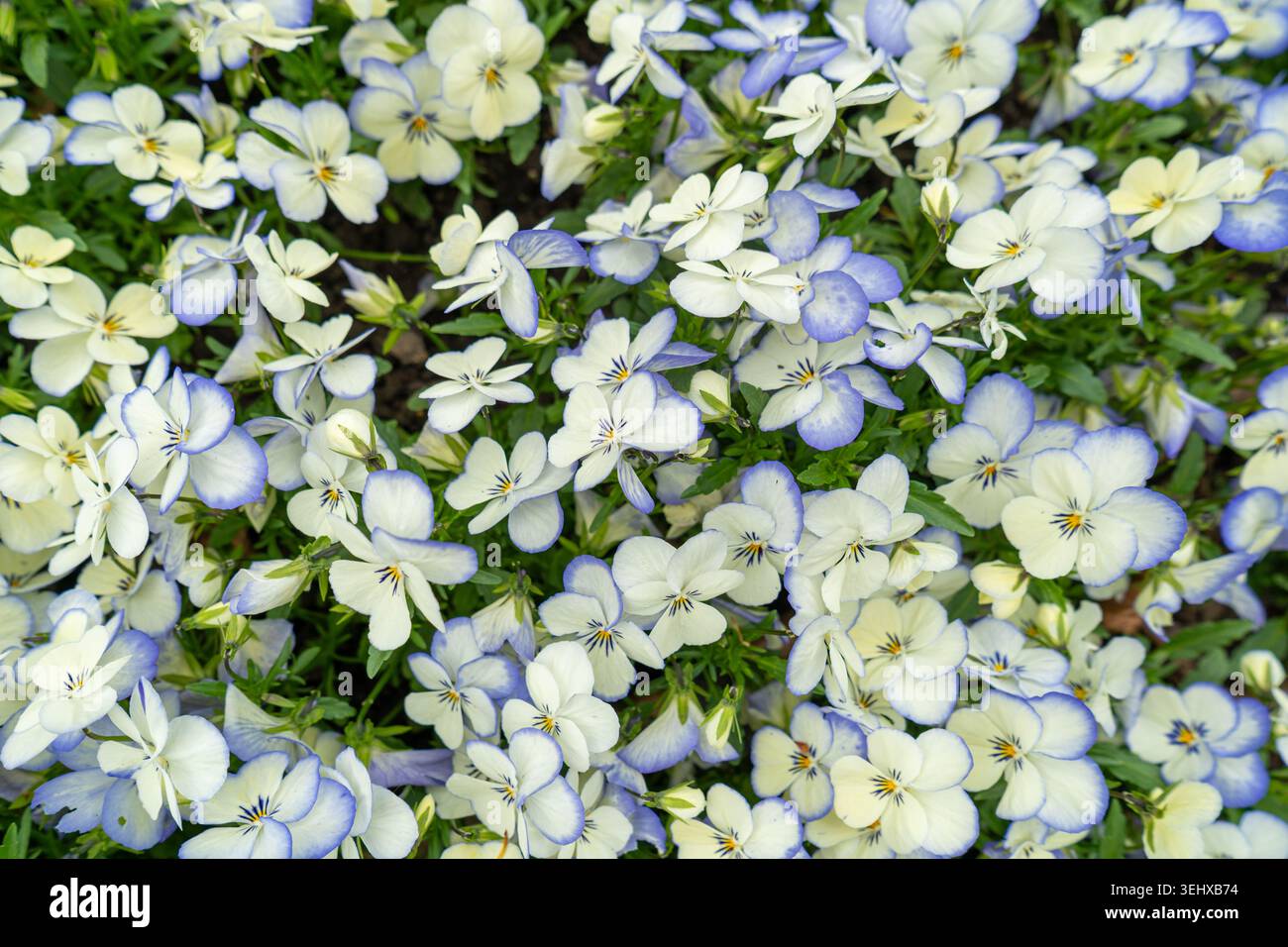 Weißes und blaues Stiefmütterchen Muster, Tricolor Viola Hintergrund, viele Viola Blumen Bett, Heartsease Mix im Garten, Johnny Jump Up oder drei Gesichter in einer Haube F Stockfoto