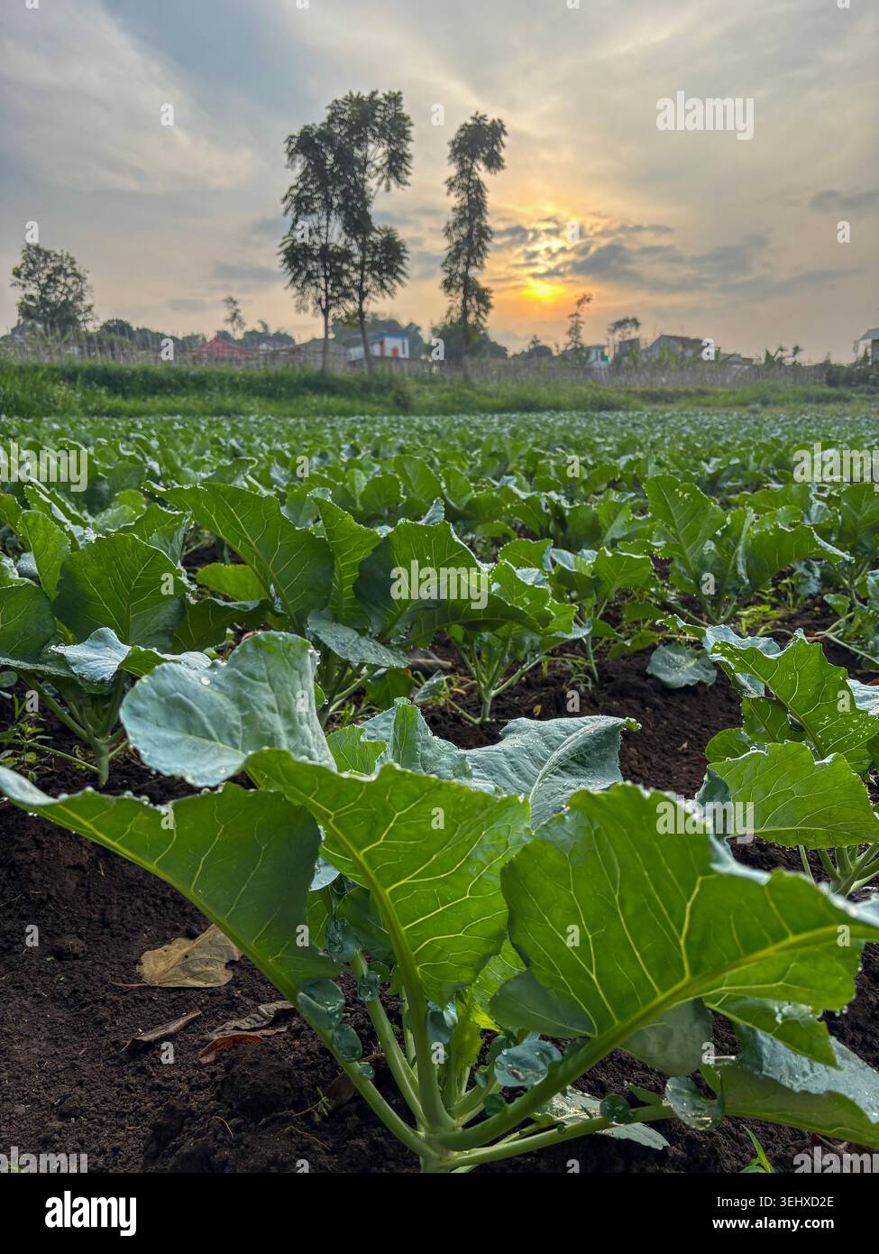 Das Feld junger Blumenkohlpflanzen wird in das warme Licht eines Sonnenaufgangs getaucht. In der Ferne sind einige Gebäude und Bäume unter einem weichen, bewölkten Himmel zu sehen - Smartphone-aufgenommenes Stockfoto