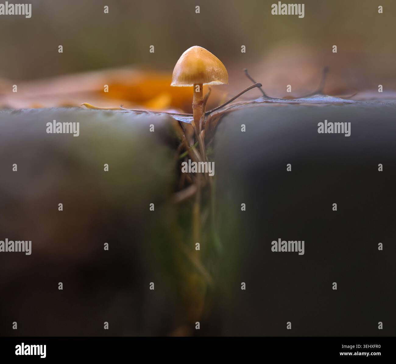 Tiny Forest Pilhroom Resilienz in der Aussparung Stockfoto