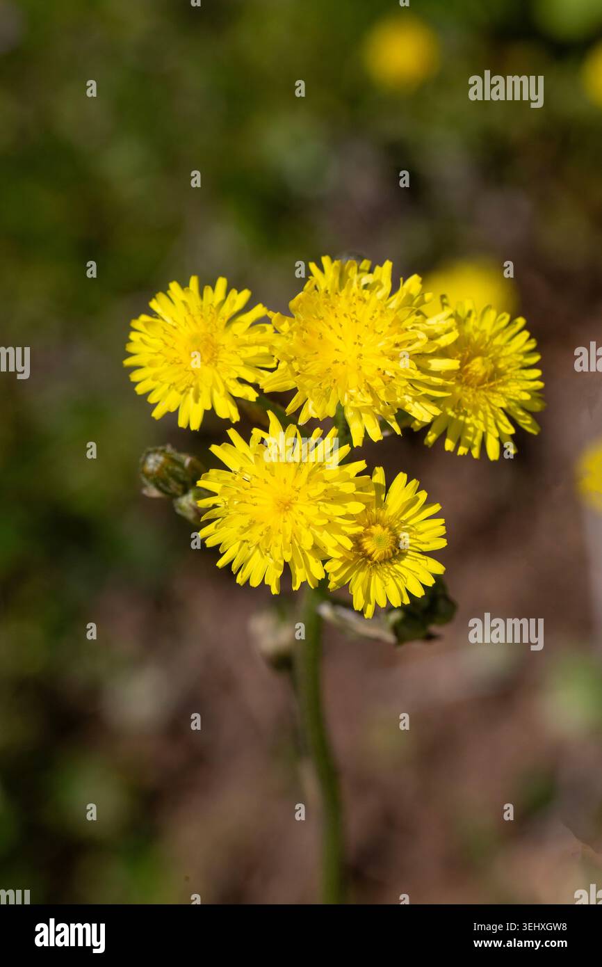 Schöne gelbe, glatte Karettbartblüten auf einem sonnigen Feld Stockfoto