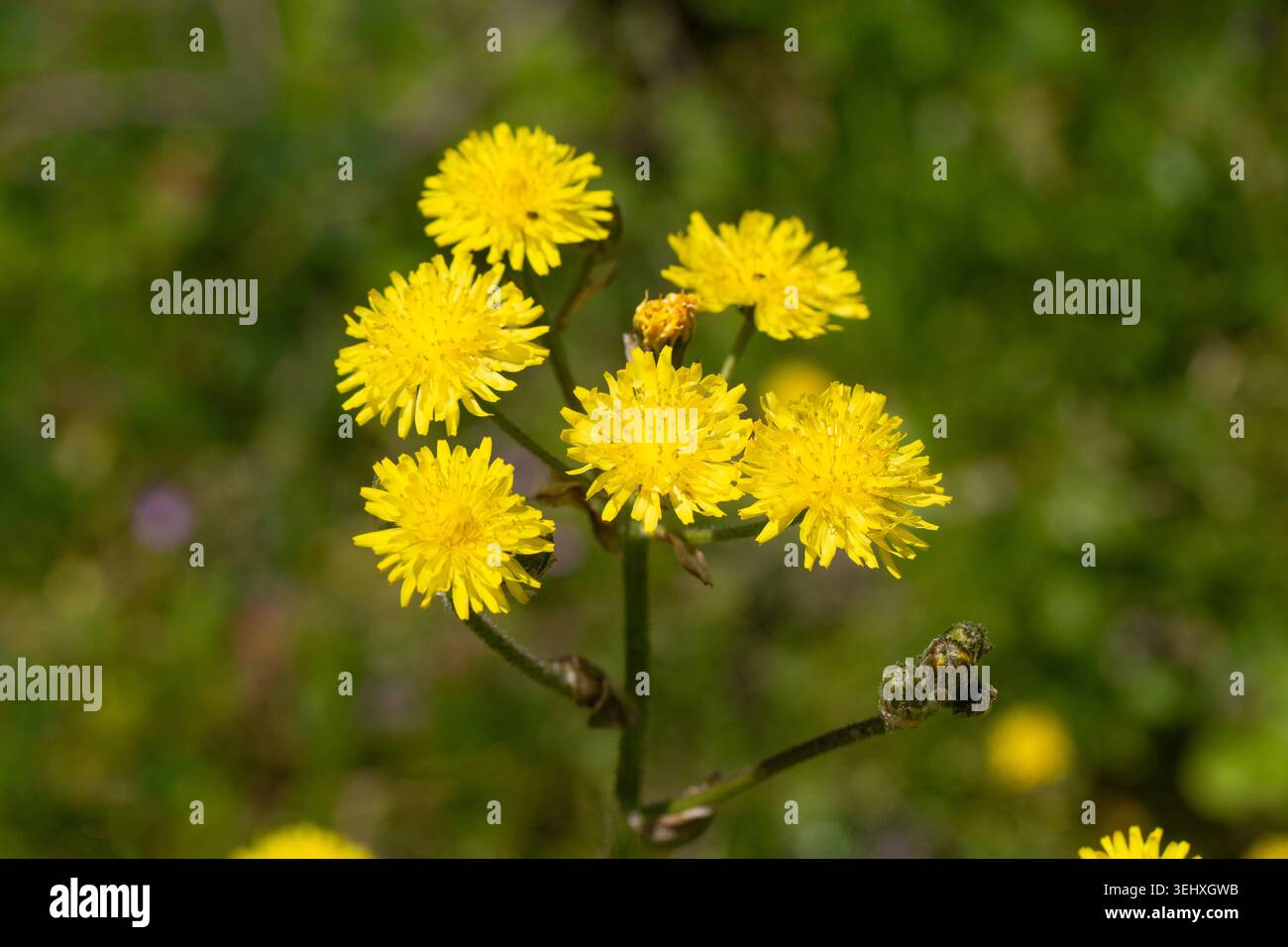 Schöne gelbe, glatte Karettbartblüten auf einem sonnigen Feld Stockfoto