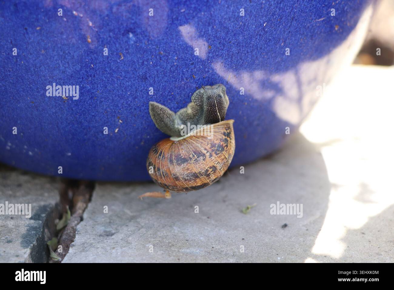 Eine große Schnecke klettert auf einen blauen Pflanzcontainer Stockfoto