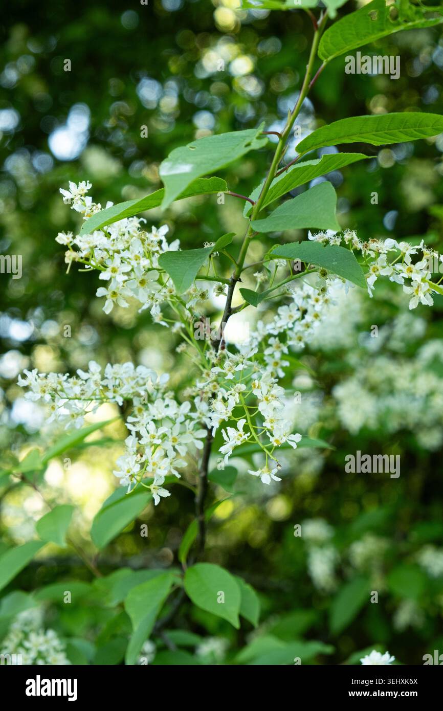 Blühender Vogelkirschbaum mit weißen Blumen im Frühlingsgarten. Stockfoto