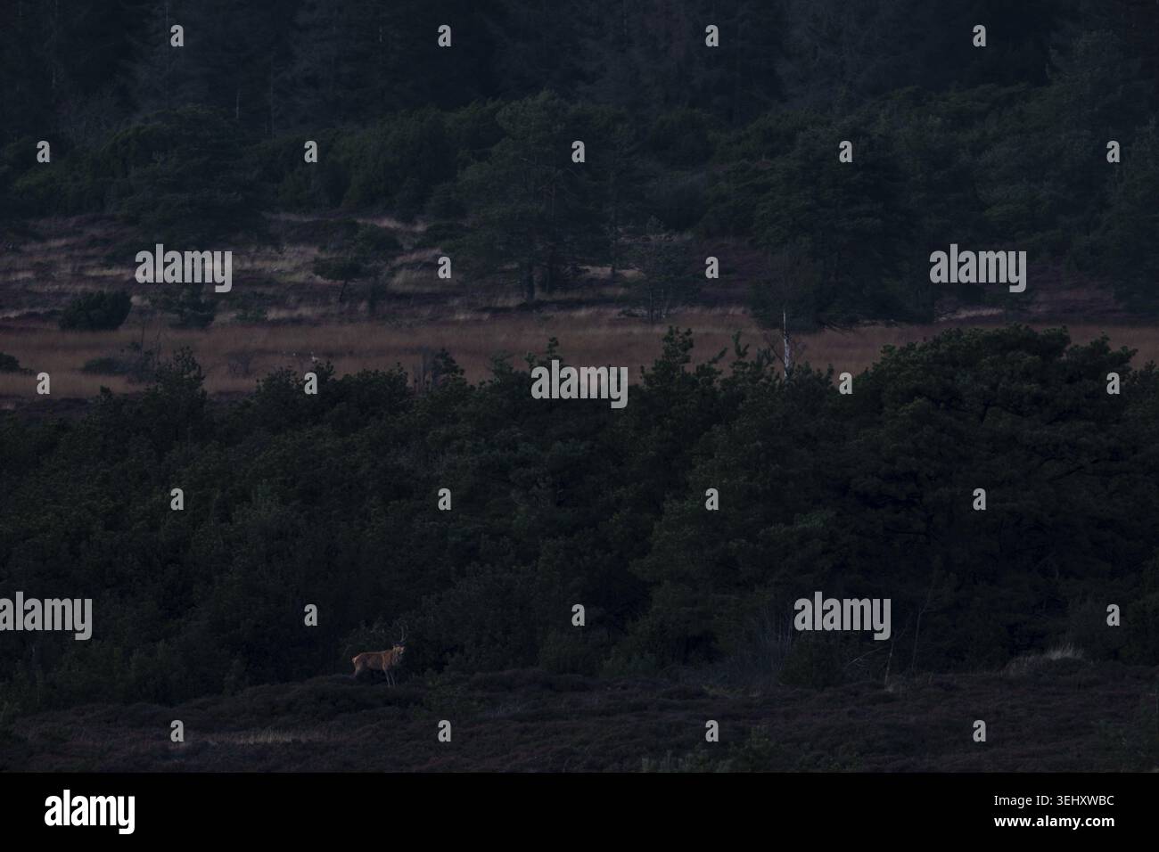 Das erste Foto eines Rothirsches (Cervus elaphus) in einem neuen Rotwild-Gebiet, die Landschaft gibt Hoffnung auf stimmungsvolle Bilder, Rothirsch, Krondyr, rausbrechende s Stockfoto