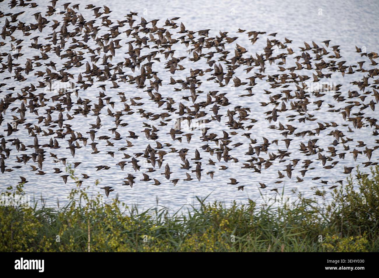 Starling (Sturnus vulgaris), riesige Gruppe fliegt über Wasser, Brandenburg, Deutschland Stockfoto