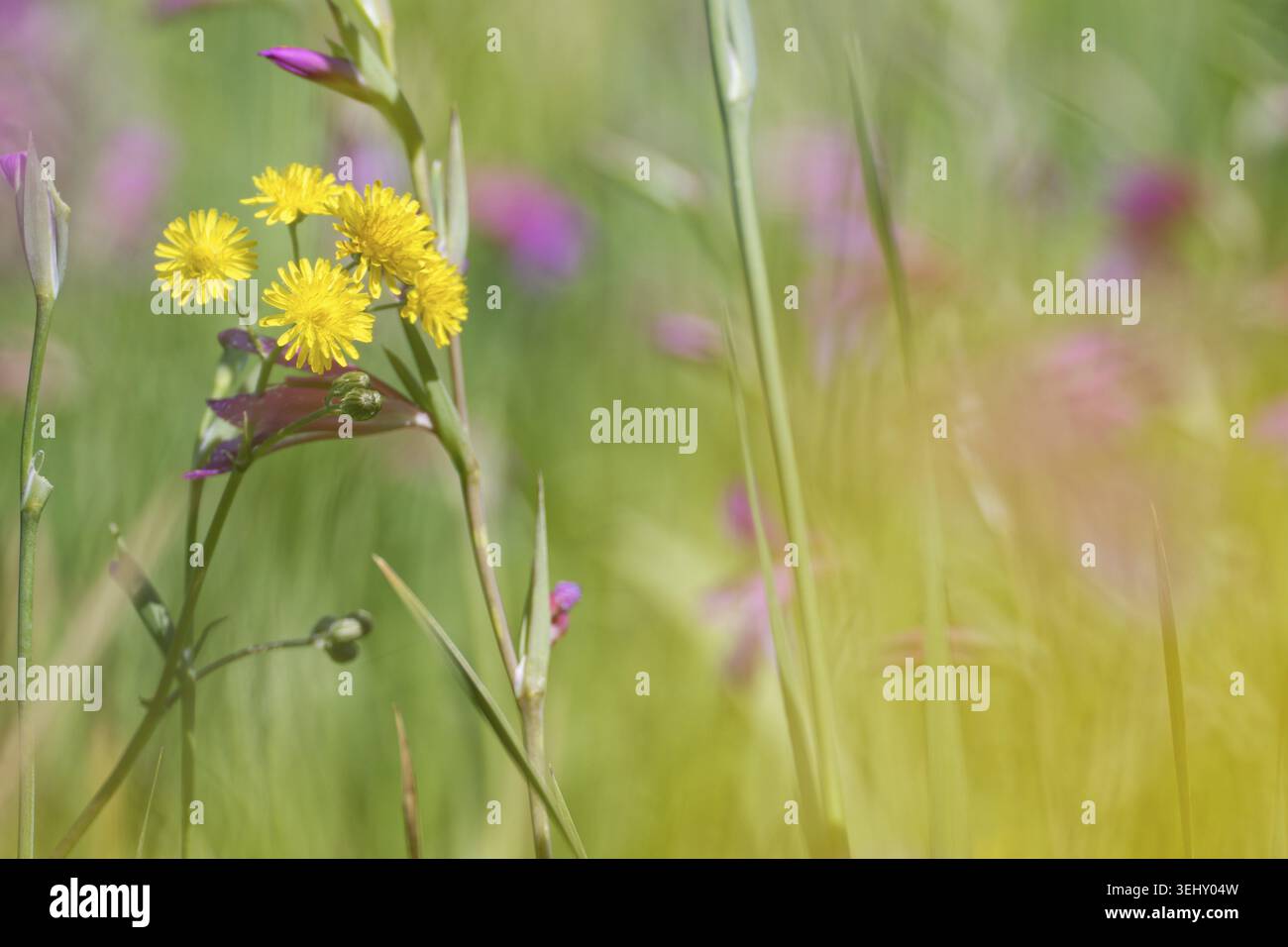 Wiese Pippau (Crepis biennis), Loureira, Bezirk Leiria, Region Centro, Portugal Stockfoto