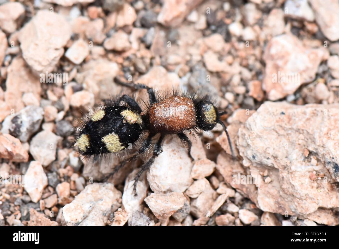 Lebendige weibliche Samtameise, die in der Natur schwebt, extreme Nahaufnahme einer flügellosen, mutilliden Wespe, die über trockene Kieselsteine und ston navigiert Stockfoto