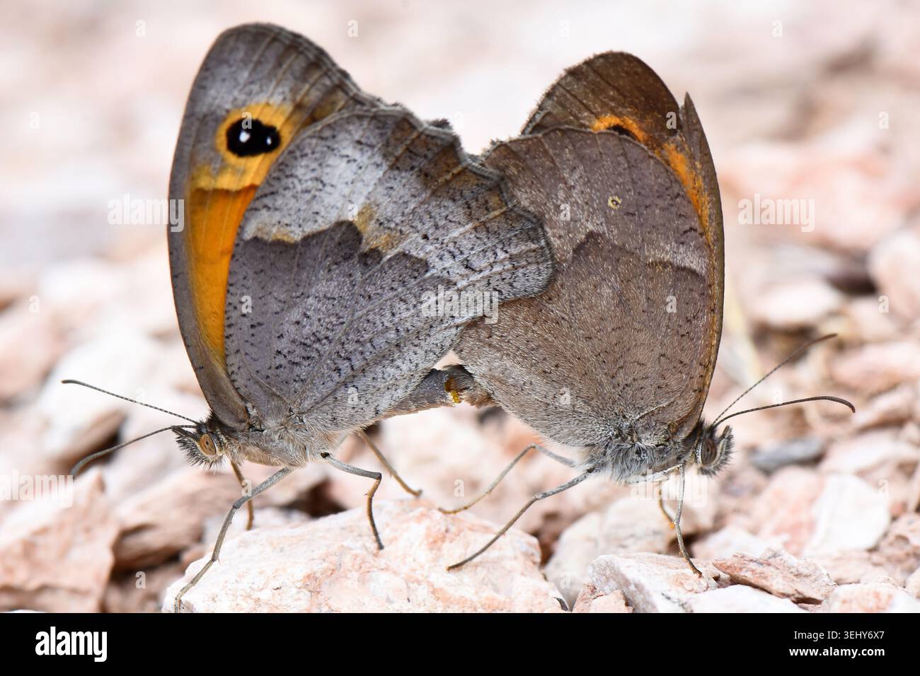 Makroaufnahme eines Paarungspaares endemischer zyprischer Wiesenfalter (Maniola cypricola), die am Bauch auf einer steinigen Oberfläche zusammengefügt wurden. Stockfoto
