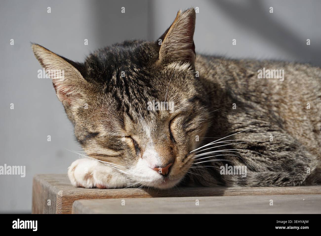 Niedliches Nahporträt einer schlafenden Makrele Tabby Katze Stockfoto