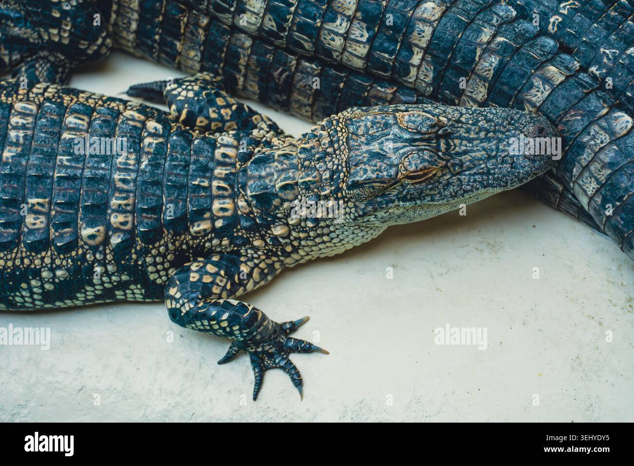 Ein obenliegendes Makrofoto erfasst die rauen Schutzplatten und dunkelgelben Pigmentmarkierungen eines jungen Alligators. Stockfoto