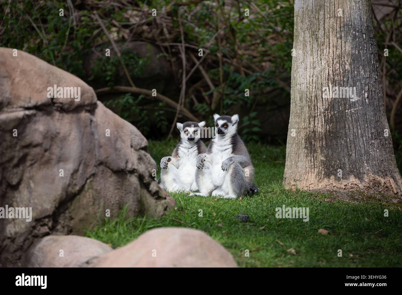 Zwei RingelschwanzLemuren sitzen zusammen auf dem Gras neben einem Baum Stockfoto