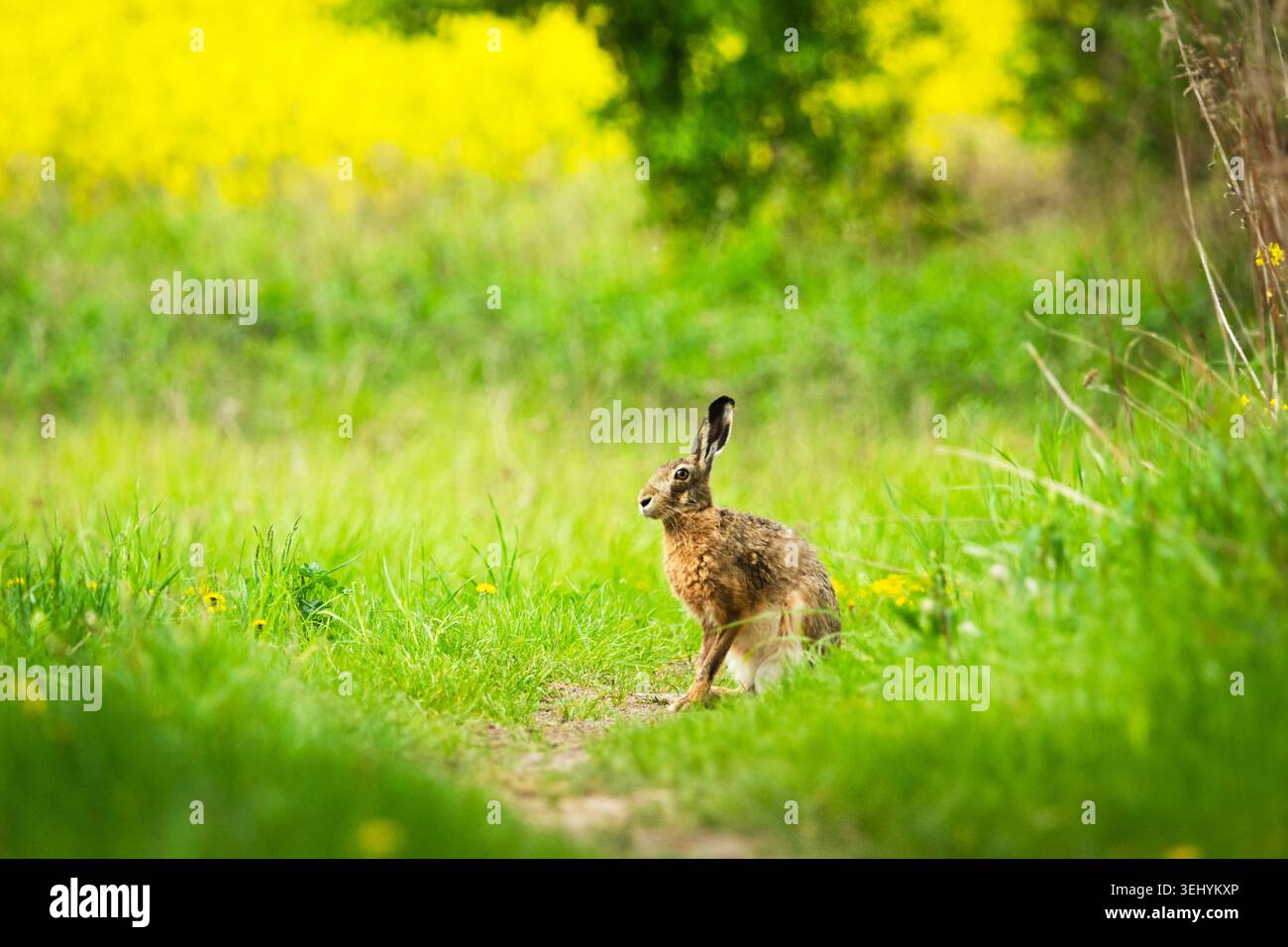Der Hase sitzt im grünen Gras Stockfoto