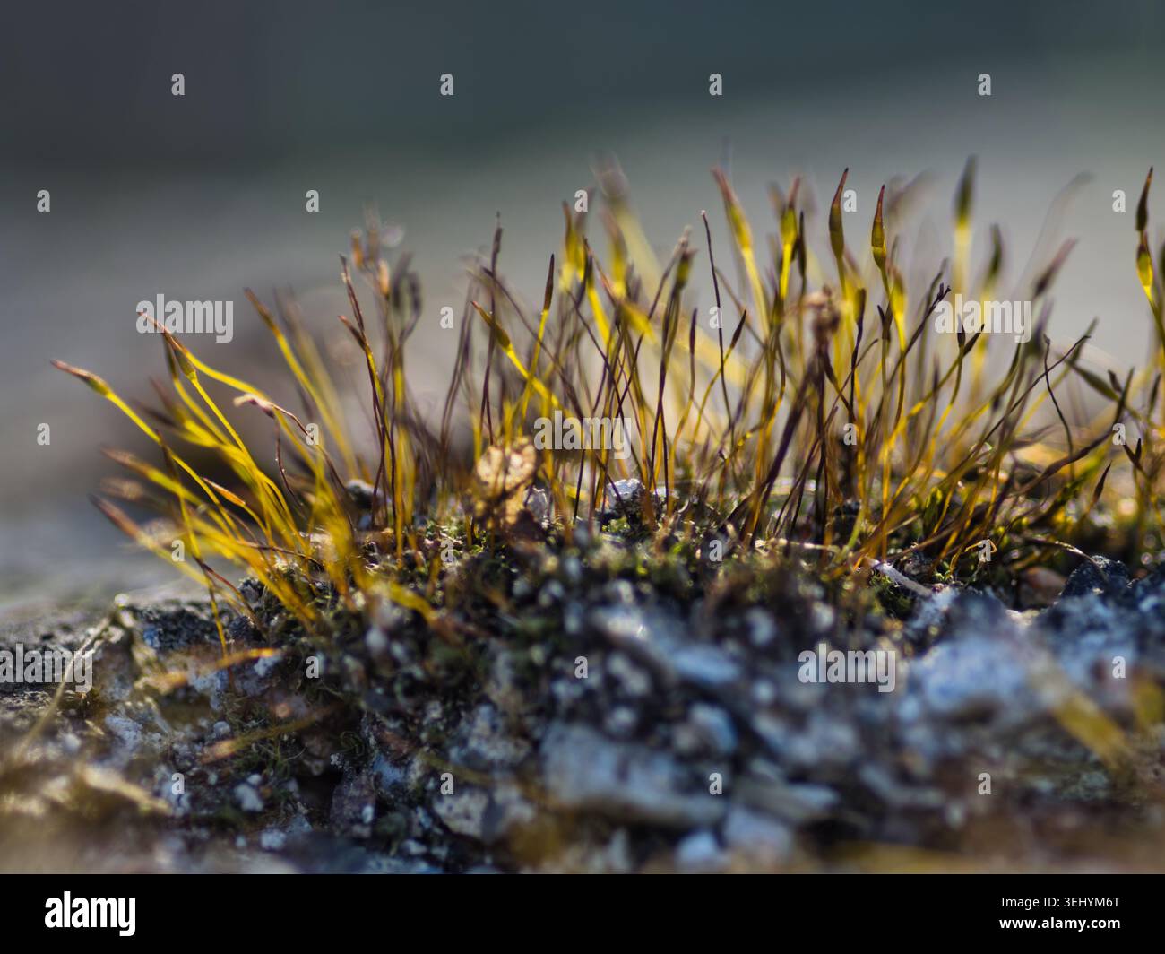 Nahaufnahme von Moossporophyten (Bryophyta) mit Reifen Kapseln aus einem grünen Moosteppich Stockfoto