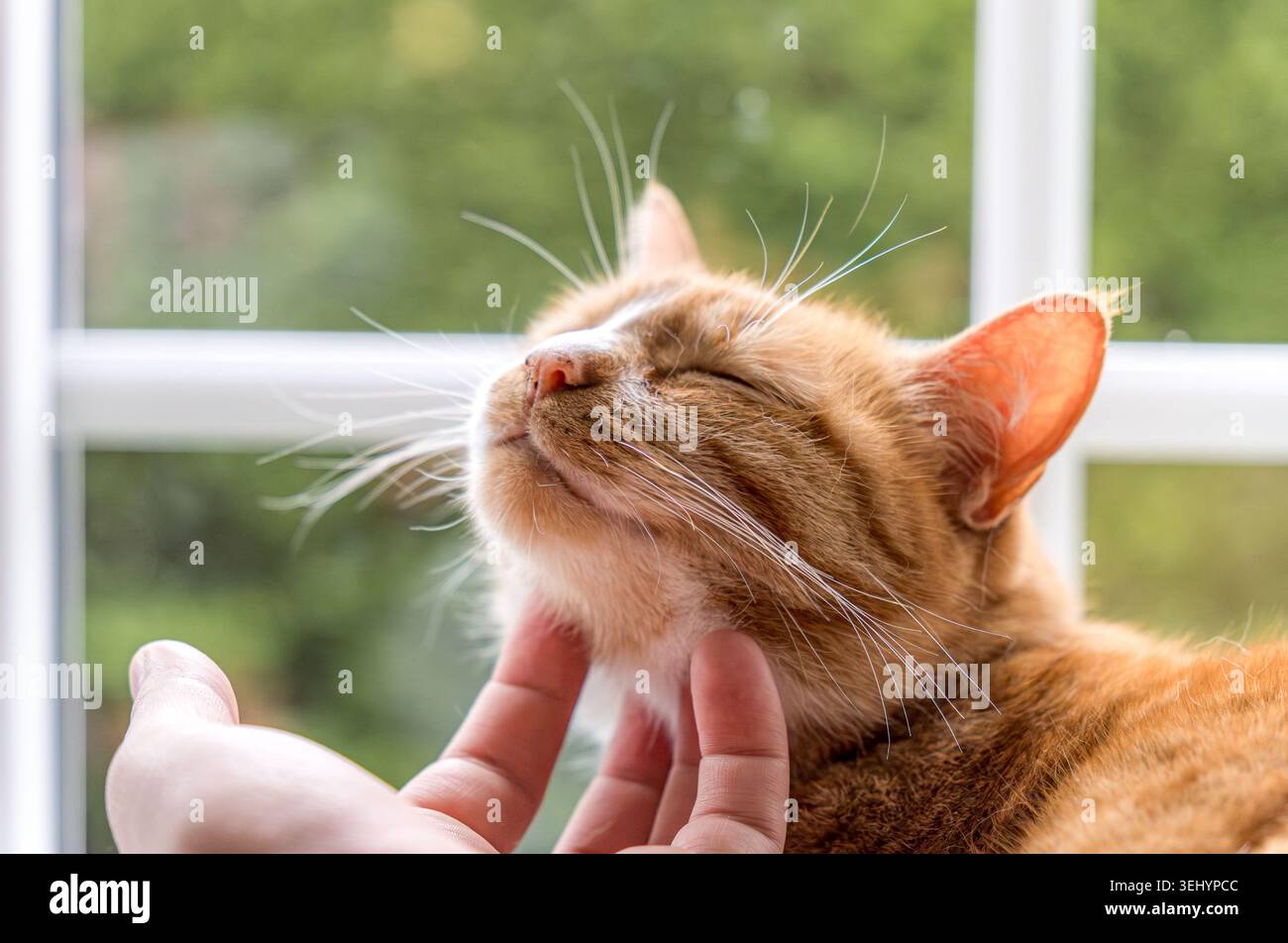 Ingwerkatze genießt liebevolles Streicheln mit menschlicher Hand Stockfoto