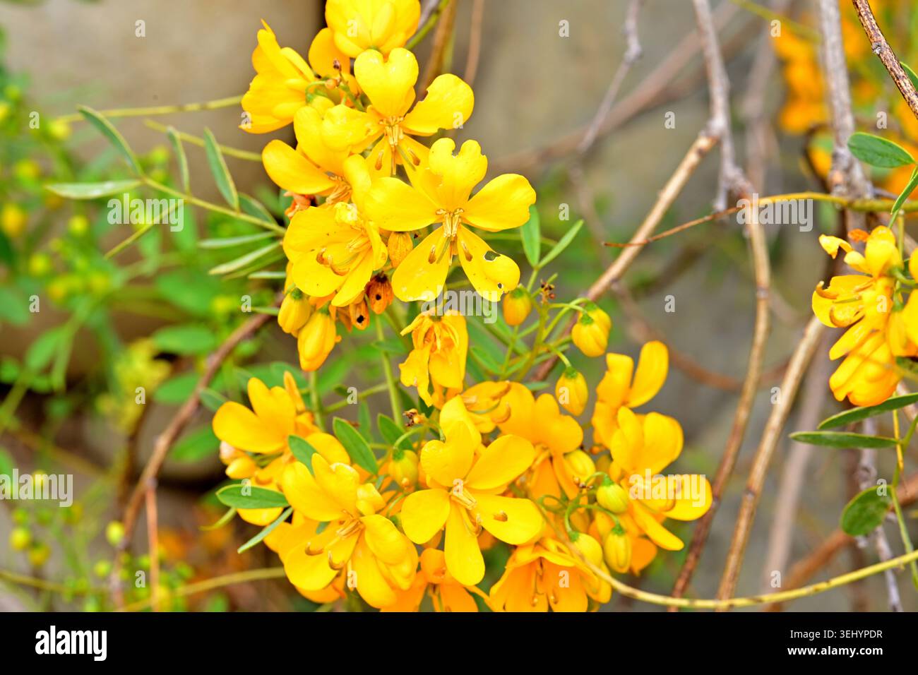 Chapman's Wild Sensitive Plant (Senna mexicana var. Chapmanii) ist in erster Linie eine Kulturpflanze und Zierpflanze. Er stammt aus Florida und der Karibik Stockfoto