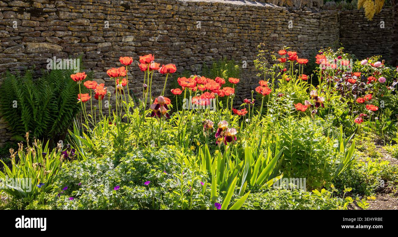 Rote Mohnblumen blühen in einem üppigen Garten neben einer alten rustikalen Steinmauer an einem sonnigen Frühlingstag Stockfoto