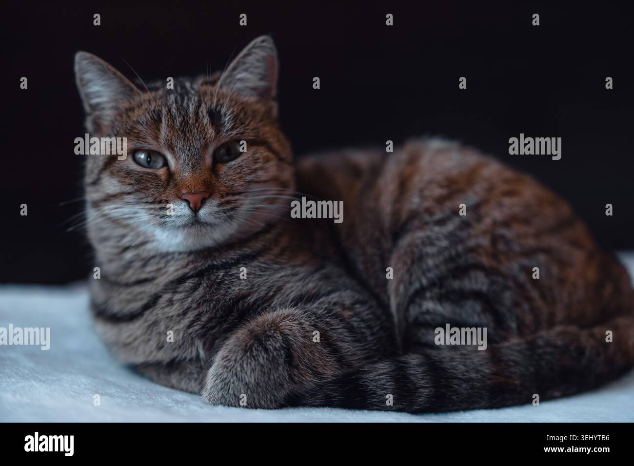 Entspannte Tabbykatze, die auf einer weichen Innenfläche liegt und in der häuslichen Umgebung ruhig und komfortabel aussieht Stockfoto