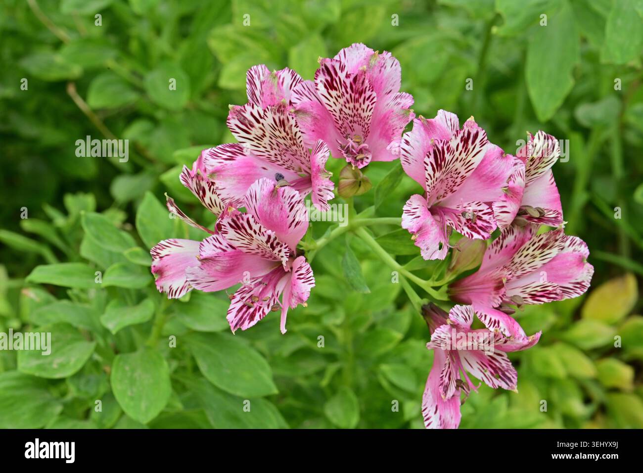 Fotografiert im Botanischen Garten von Venedig, Venedig, Kalifornien. Mai 2026. Eine lebendige, tuberöse, ausdauernde Pflanze, die in Südamerika beheimatet ist. Weithin als Th gefeiert Stockfoto