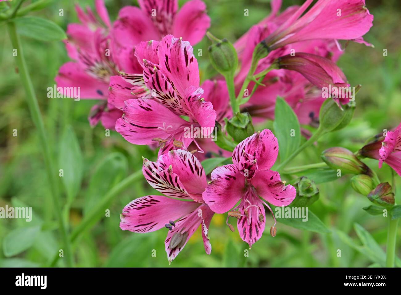Fotografiert im Botanischen Garten von Venedig, Venedig, Kalifornien. Mai 2026. Eine lebendige, tuberöse, ausdauernde Pflanze, die in Südamerika beheimatet ist. Weithin als Th gefeiert Stockfoto