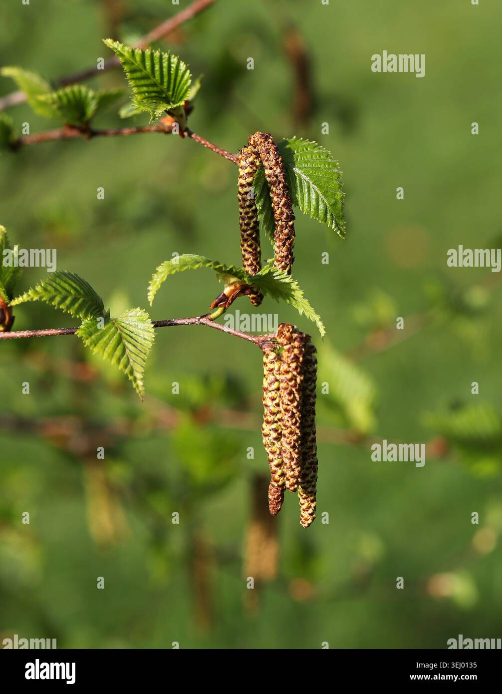 Männliche Catkins, Russische Steinbirke oder Erman's Birch, Betula ermanii, Betulaceae. Gemäßigtes Asien. Betula ermanii oder Erman-Birke ist eine Birkenart. Stockfoto