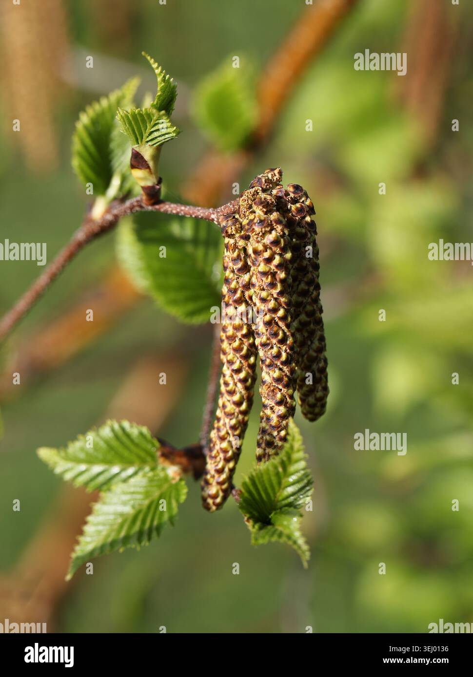Männliche Catkins, Russische Steinbirke oder Erman's Birch, Betula ermanii, Betulaceae. Gemäßigtes Asien. Betula ermanii oder Erman-Birke ist eine Birkenart. Stockfoto