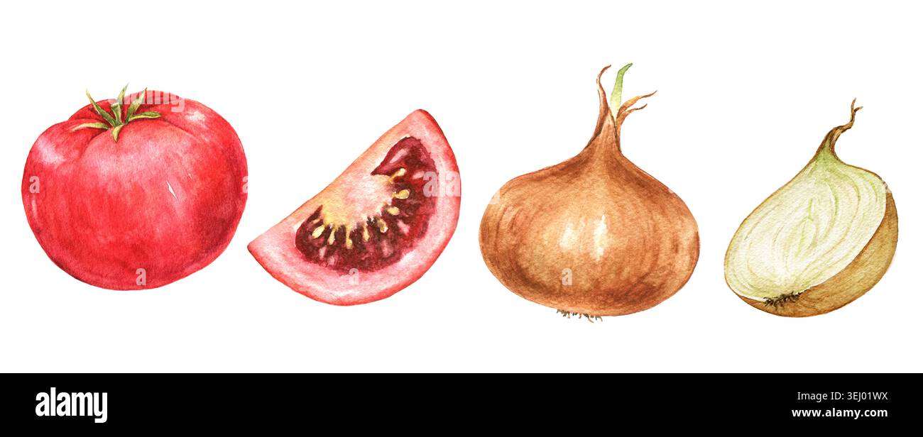 Tomaten, Tomatenscheiben, Zwiebeln und Zwiebelhälften Aquarellgemüse-Clipart-Set für Rezeptkarten, Menüvorlagen, Verpackungsetiketten und saisonale Gerichte Stockfoto