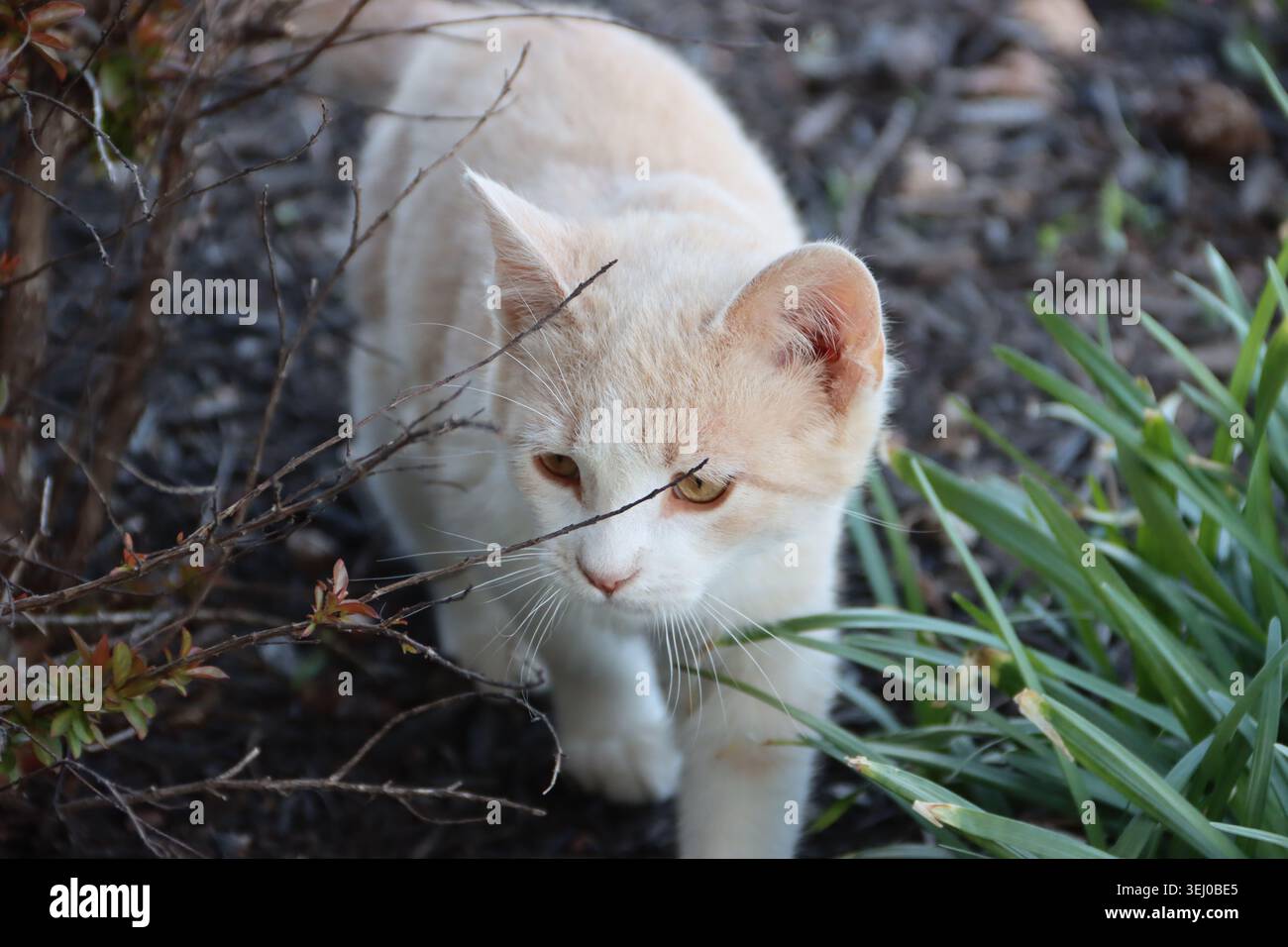 Junge männliche Katze, die sich durch ein Blumenbeet schleicht Stockfoto