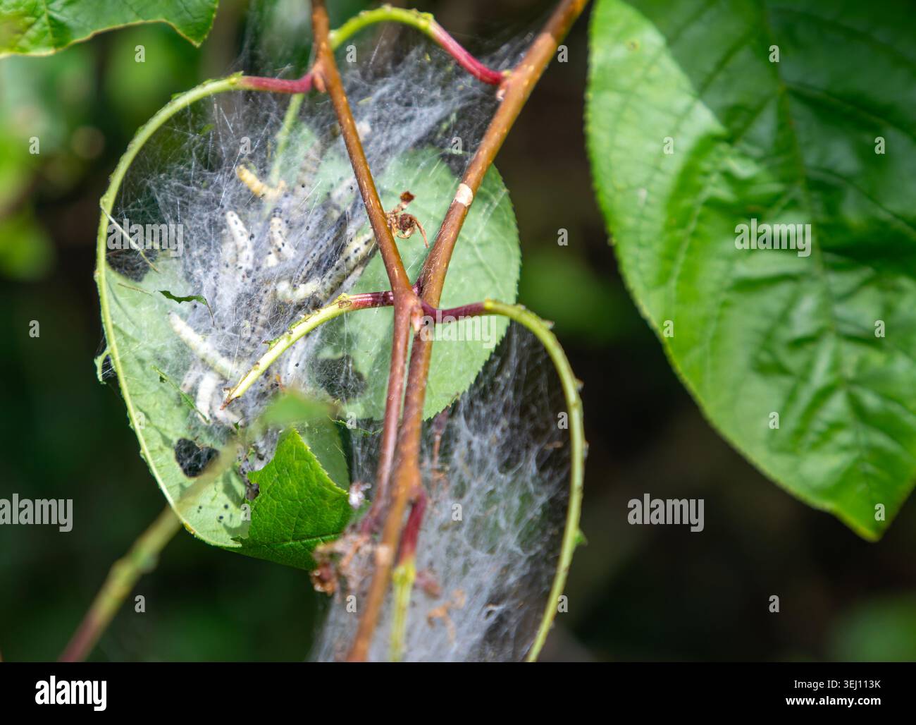 Raupen Spindle Ermine Moth Larven in Seidenbahn, Yponomeuta cagnagella, Spindle Tree Euonymus europaeus, Suffolk, England, UK Stockfoto