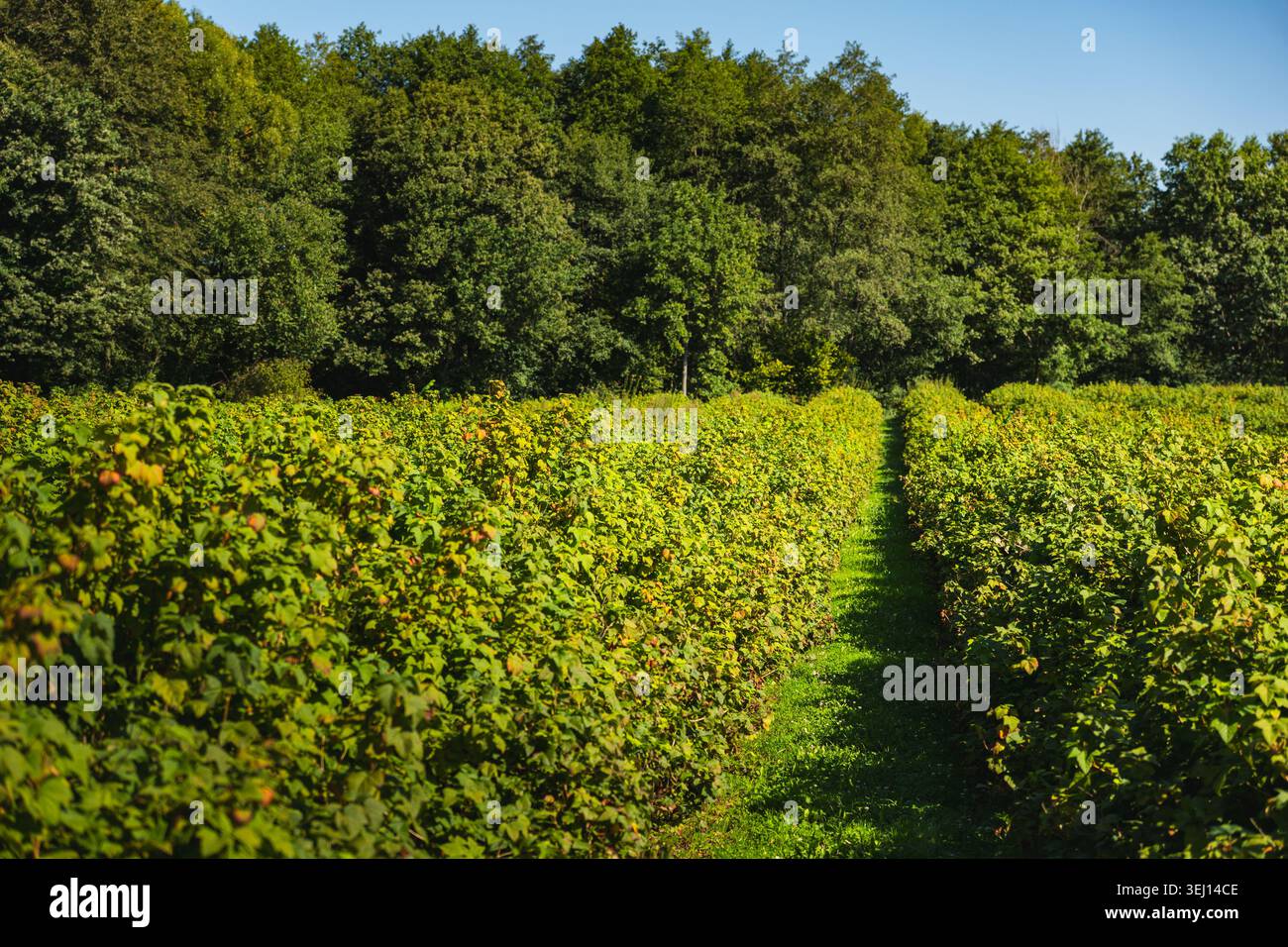 Rote Johannisbeerkulturen mit Sträuchern, die in Reihen wachsen Stockfoto
