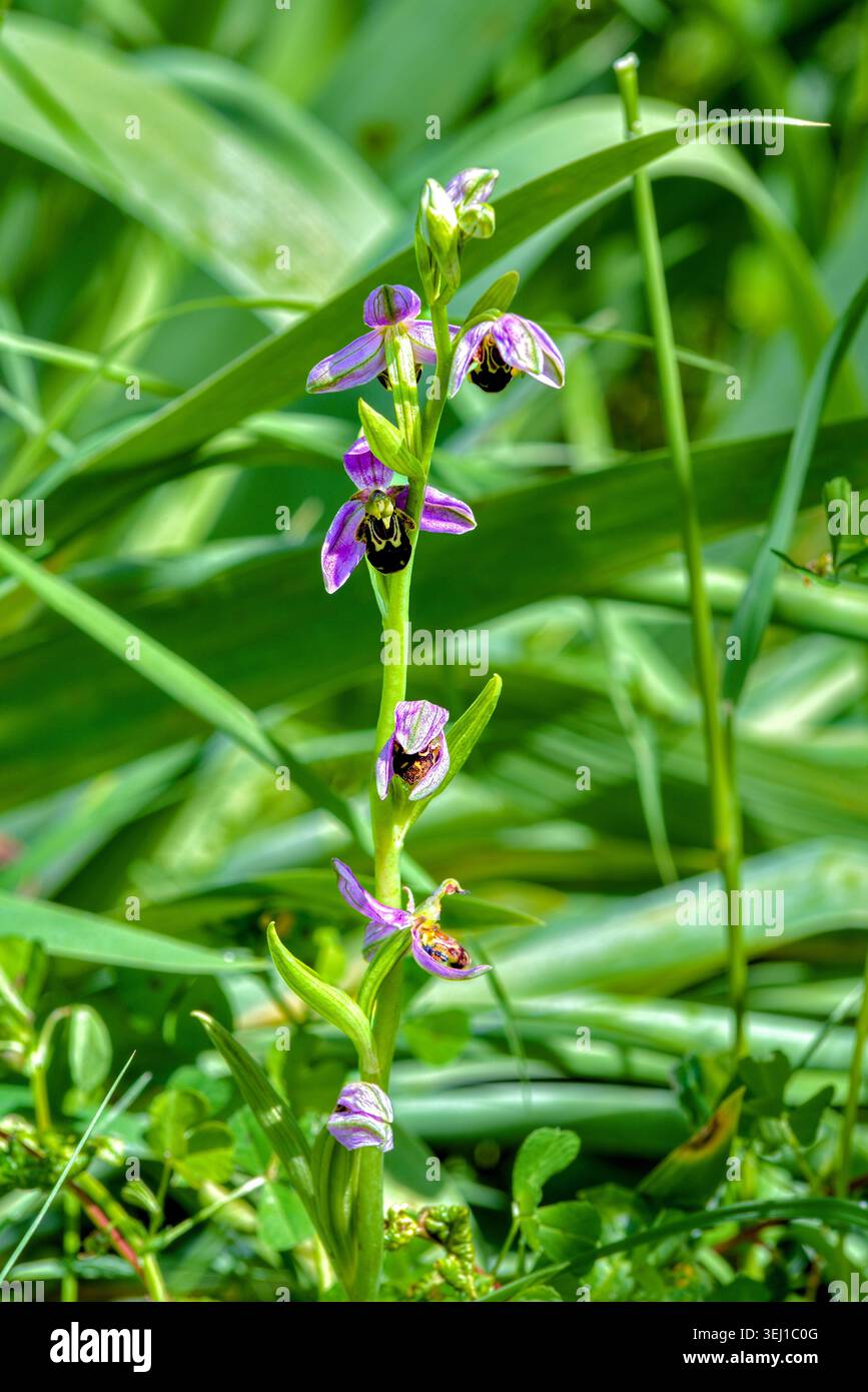 Bee Orchid (Ophrys apifera) - Sud-Touraine, Zentralfrankreich. Stockfoto