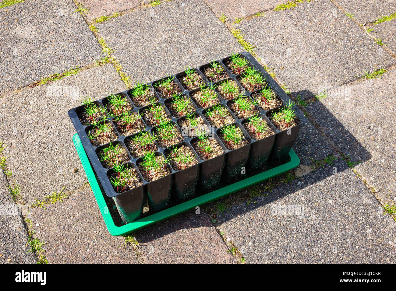 Keimling-Tablett mit jungen Nadelpflanzen auf Pflastersteinen, bereit für die Gartenarbeit und Umpflanzung Stockfoto