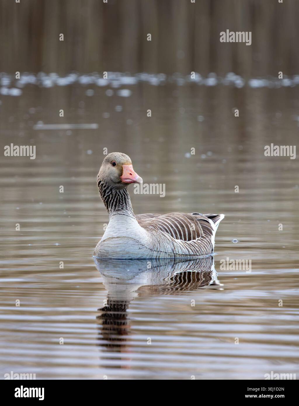 Graugans Stockfoto