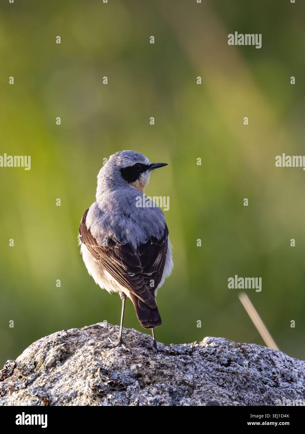 Nördliches Wetter auf einem Felsen Stockfoto