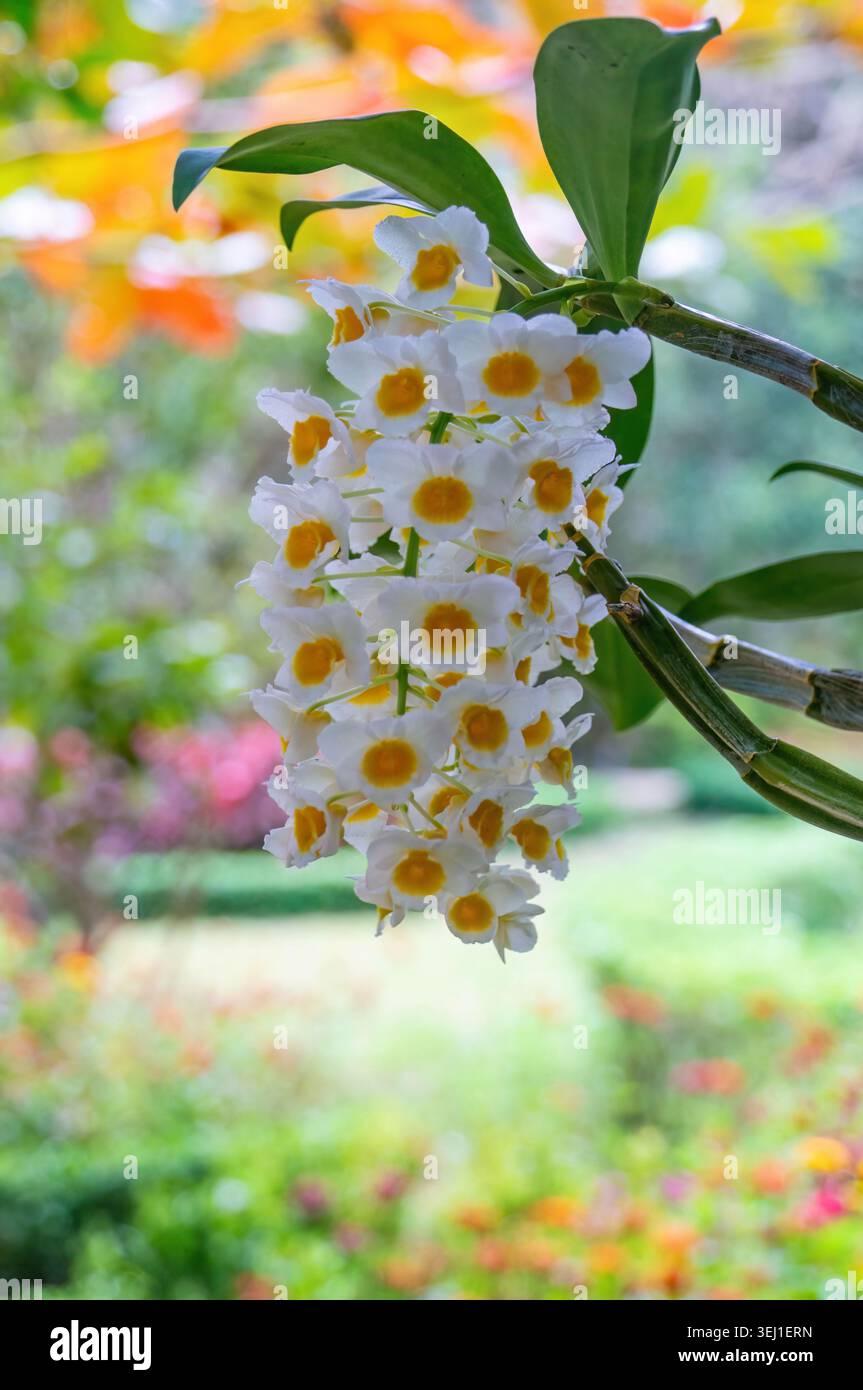 Weiße und gelbe Orchideen auf Orchideeninsel in Nha Trang in Vietnam Stockfoto