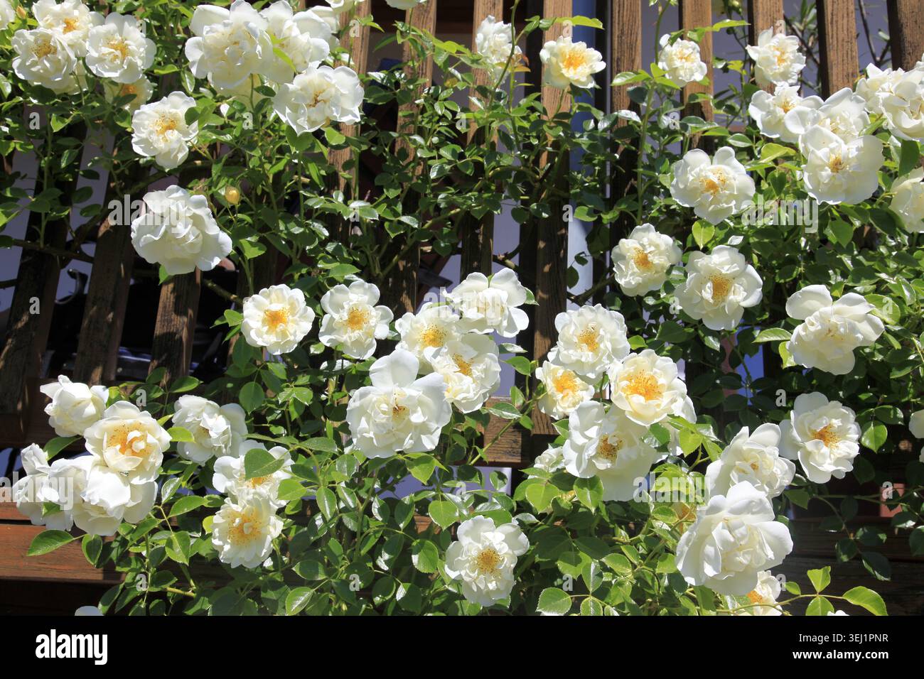 Reine Eleganz von weißen Rosen in voller Blüte, die sich vor einem warmen Holzbalkon im goldenen Sonnenlicht erheben Stockfoto