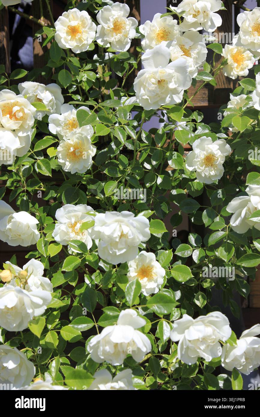 Reine Eleganz von weißen Rosen in voller Blüte, die sich vor einem warmen Holzbalkon im goldenen Sonnenlicht erheben Stockfoto