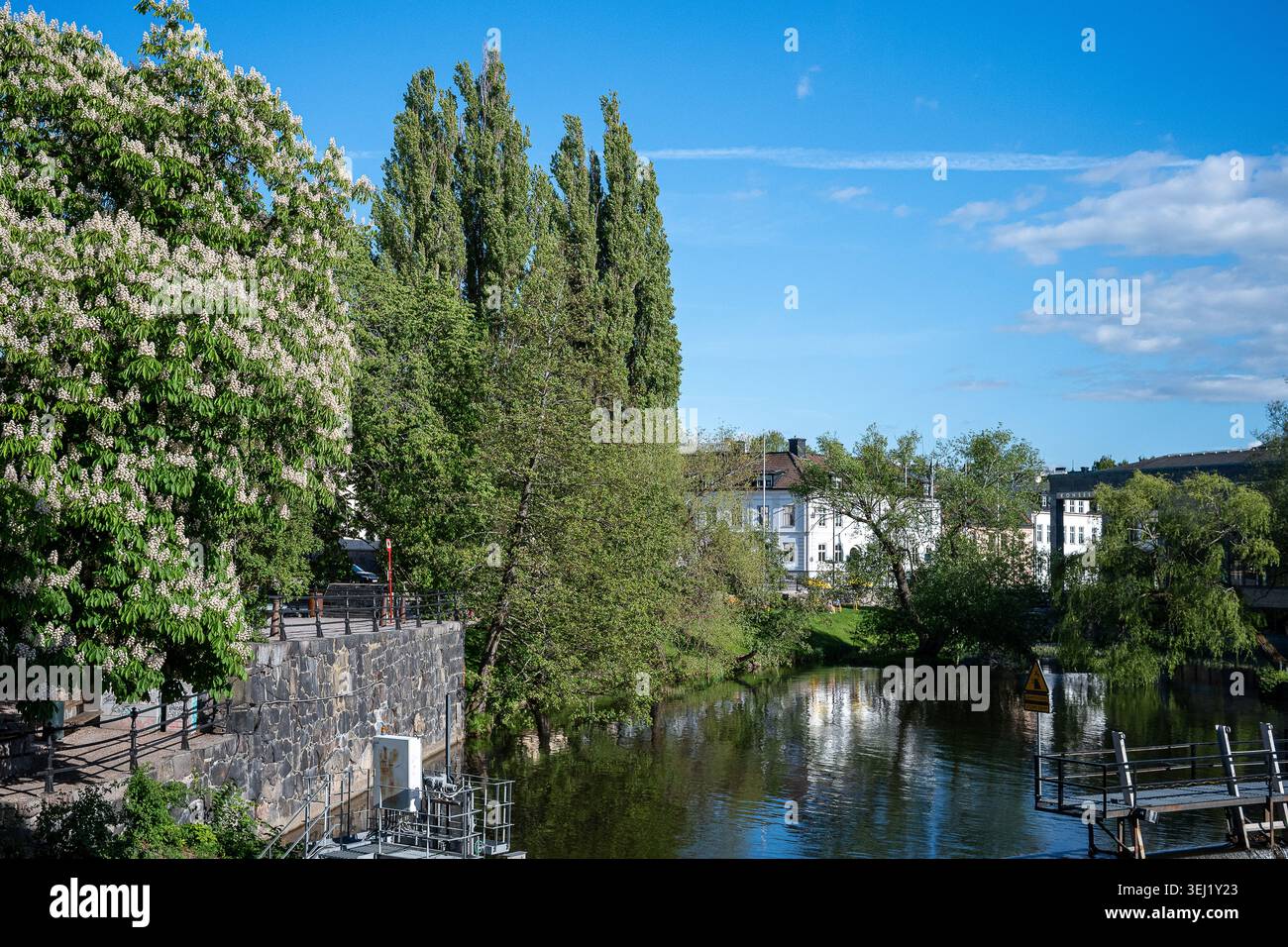 Blühender Kastanienbaum am Carl von Linnes Place und am Motala Stream Ende Mai in Norrköping. Norrköping ist eine historische Industriestadt in Schweden Stockfoto