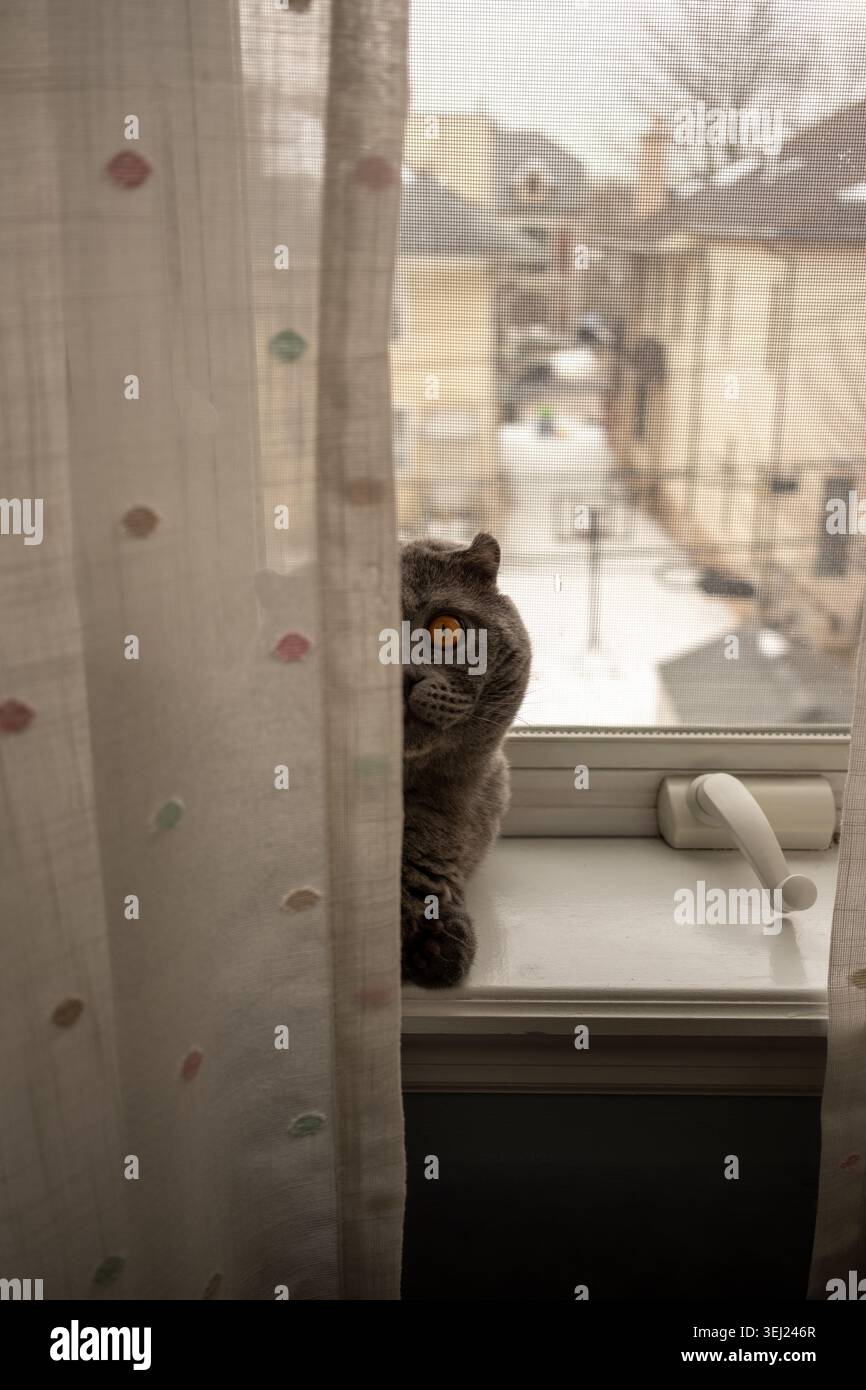 Hauskatze, die drinnen durch ein Fensterglas schaut Stockfoto