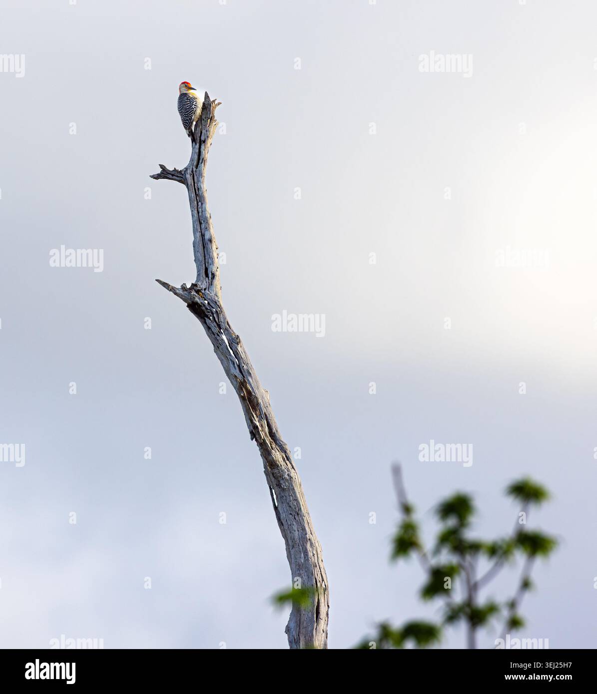 Oben im Baum Stockfoto