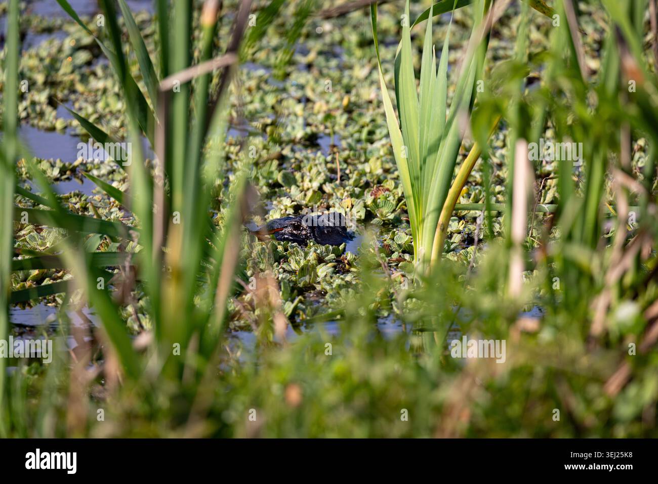 Auge sehen Sie Stockfoto