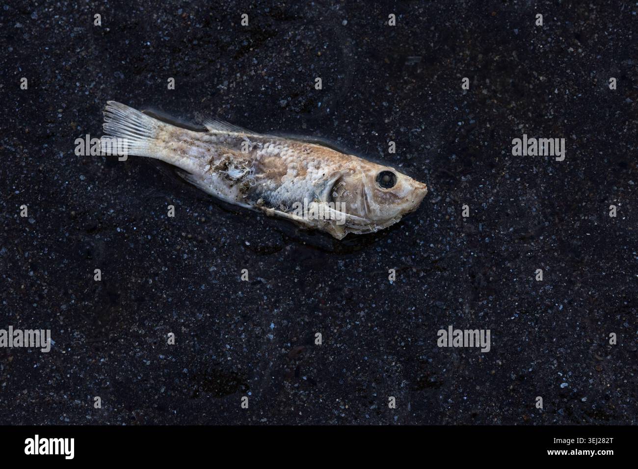 Gewöhnliches Natron Tilapia (Alcolapia alcalica), gespült am Ufer des Lake Natron, Kenia Stockfoto