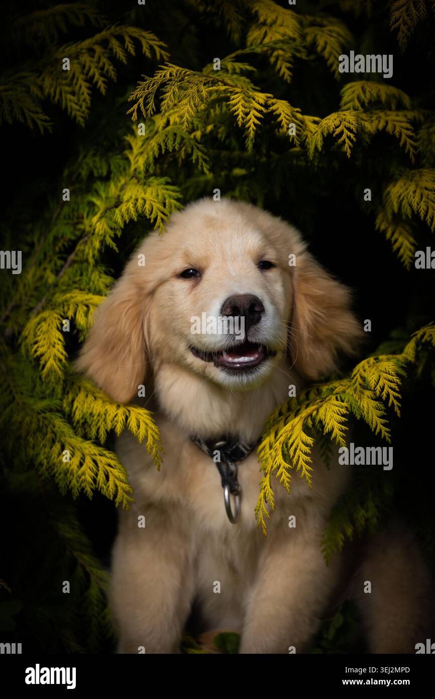 Golden Retriever Hündchen, der aus grünen Tuja-Zweigen blickt Stockfoto