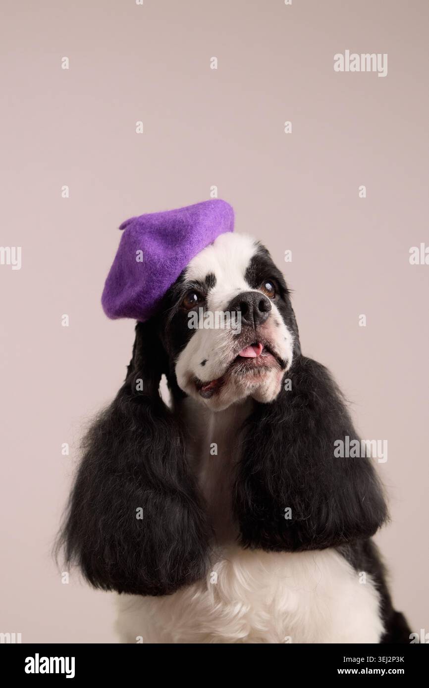 Ein amerikanischer Cocker-Spaniel-Hund trägt einen lila Hut in einem Studio-Porträt. Modisches Styling und ausdrucksstarkes Gesicht sorgen für spielerische kommerzielle Haustierfotografie Stockfoto