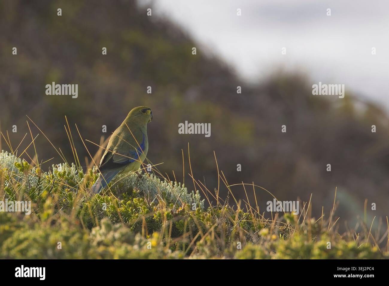 Blaugeflügelter Papagei (Neophema chrysostoma), der auf einem Busch thront, Victoria, Australien. Stockfoto