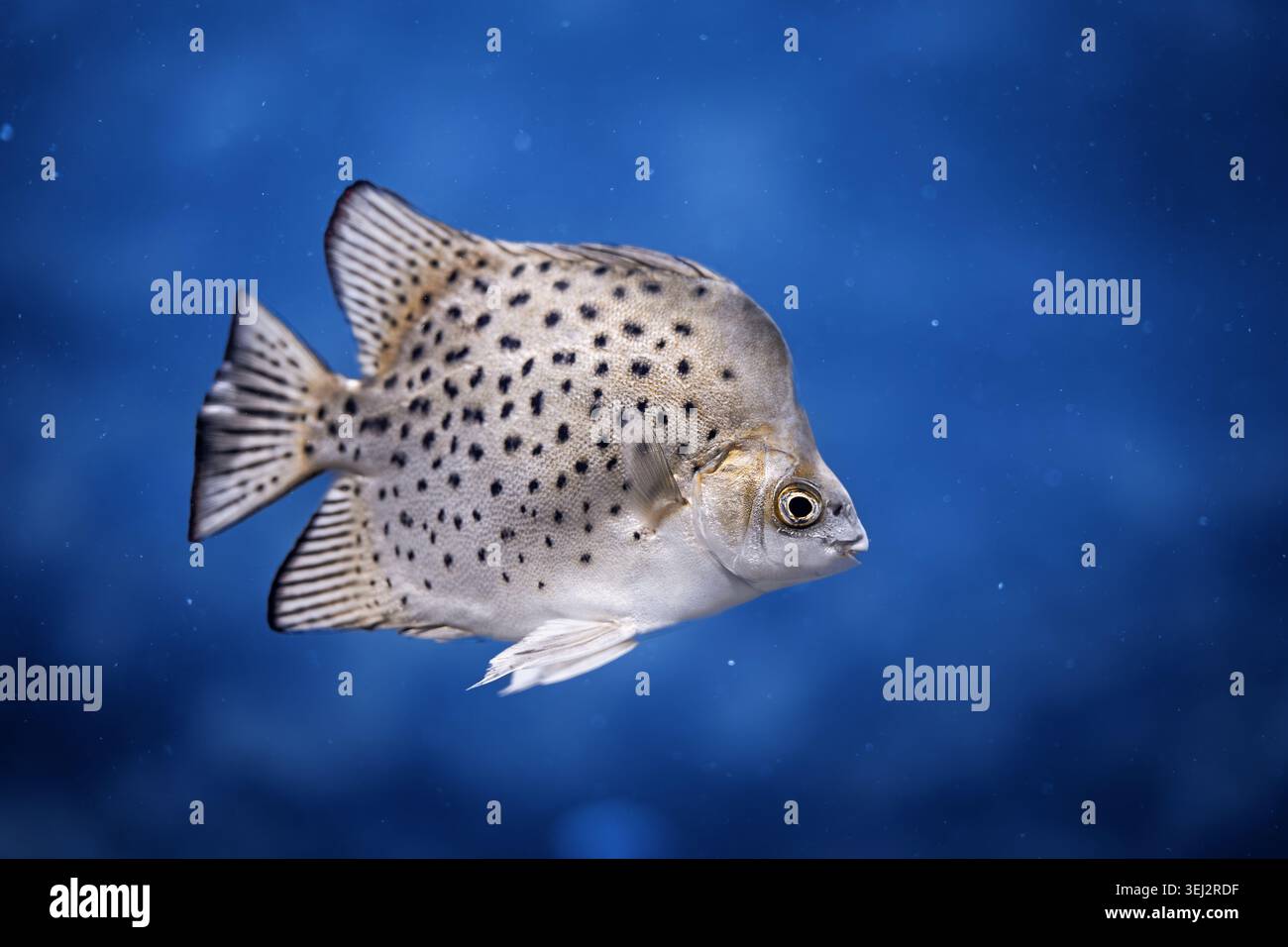 Gefleckter Scatfisch schwimmt unter Wasser auf blauem Hintergrund, tropische Aquarienfische mit schwarzen Flecken und Kopierraum. Stockfoto