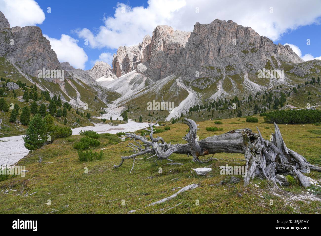 Toter Baum in der Alpenwiese mit Puez-Geisler-Bergen, Puez-Geisler Naturpark, Dolomiten, Italien Stockfoto