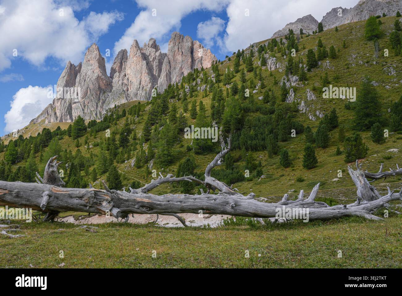 Toter Baum in der Alpenwiese mit Puez-Geisler-Bergen, Puez-Geisler-Naturpark, Dolomiten, Italien Stockfoto